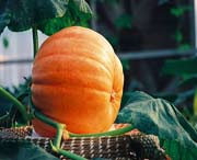 寿光天气预报60天